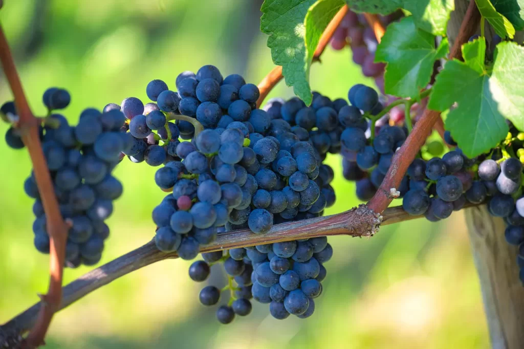 Master Woo Myung discard mind delusion truth letting go meditation teaching