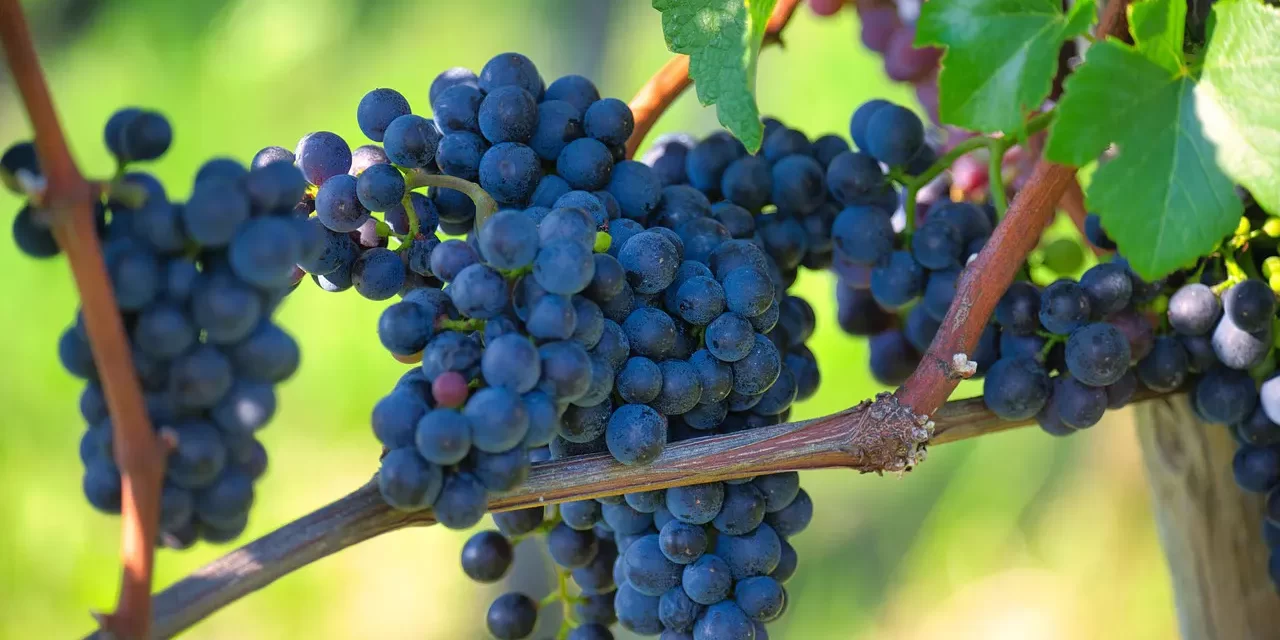 🧹 Discard the Mind: Delusion Truth Letting Go False Self Awareness | Master Woo Myung | Santa Clara Meditation