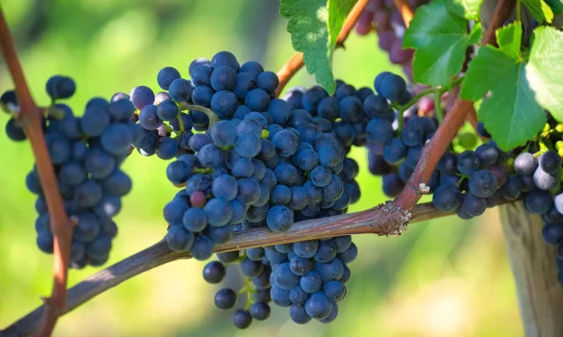 🧹 Discard the Mind: Delusion Truth Letting Go False Self Awareness | Master Woo Myung | Santa Clara Meditation