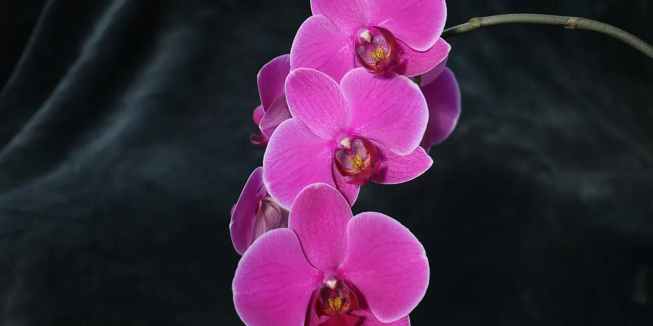 🌿 A Truly Transformative Meditation Experience in Sunnyvale, CA – Testimonial | Santa Clara Meditation