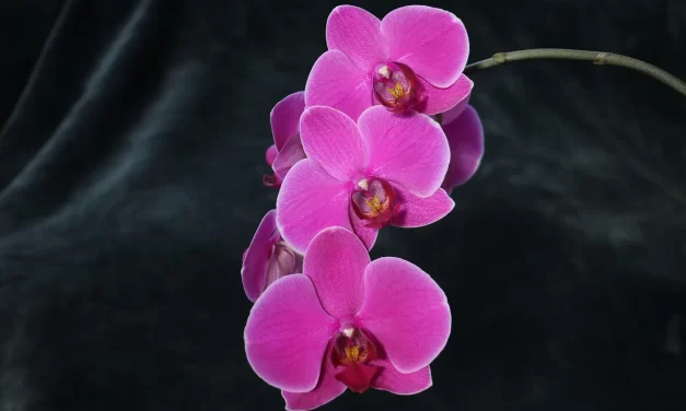 🌿 A Truly Transformative Meditation Experience in Sunnyvale, CA – Testimonial | Santa Clara Meditation