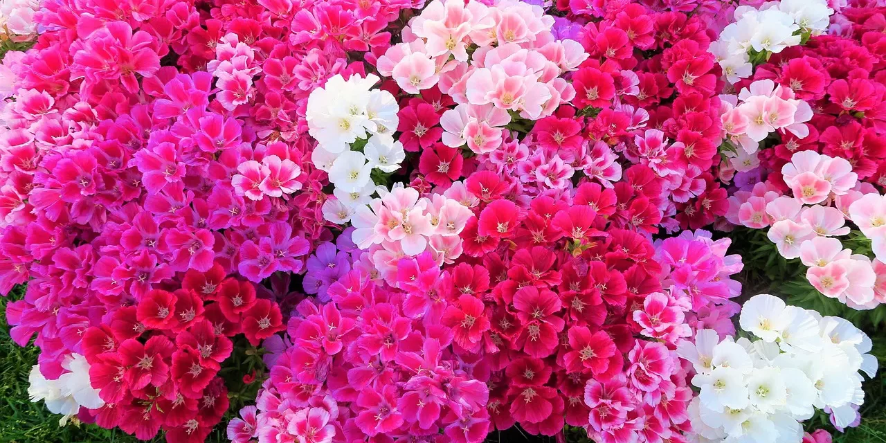 🌿 A Home Filled With Laughter Instead of Arguments | Santa Clara Meditation