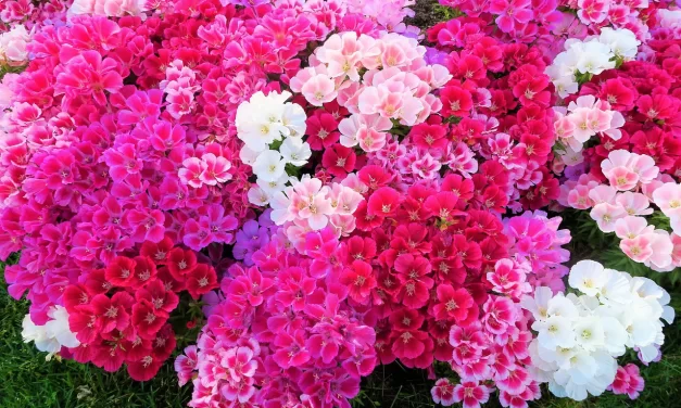 🌿 A Home Filled With Laughter Instead of Arguments | Santa Clara Meditation