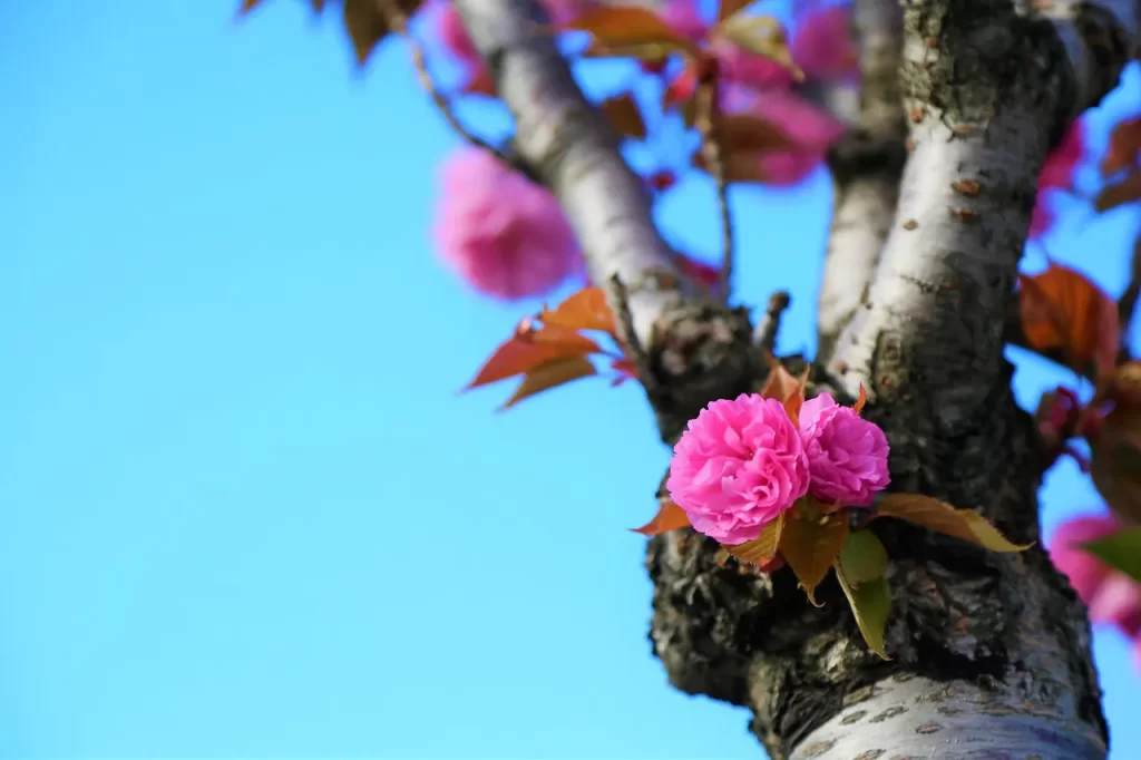 Master Woo Myung meditation testimonial freedom from worry anxiety inner peace Santa Clara Meditation