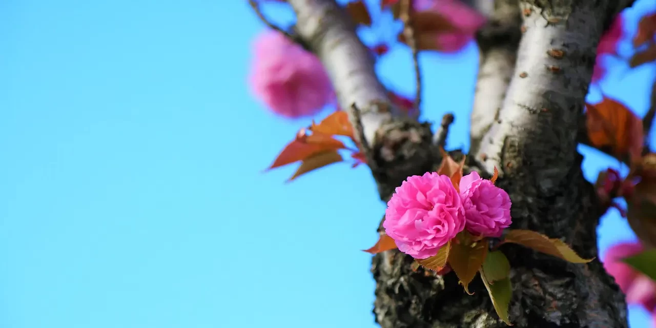 🌿 A Life Free from Worry and Anxiety – Meditation Testimonial | Master Woo Myung | Santa Clara Meditation