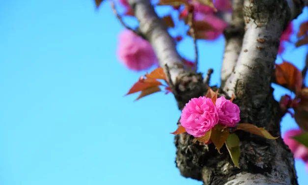 🌿 A Life Free from Worry and Anxiety – Meditation Testimonial | Master Woo Myung | Santa Clara Meditation