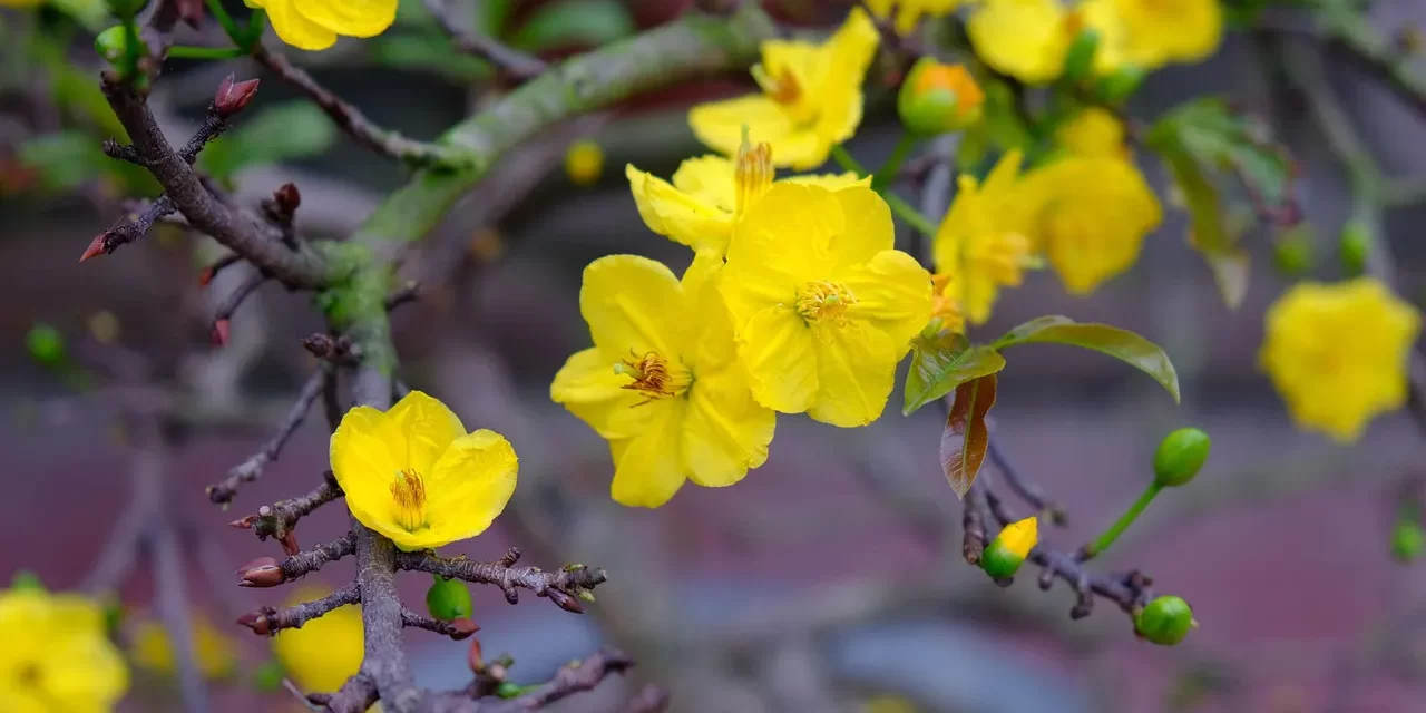 ⚡ Productivity Hack: How to Be Productive Focus Deep Work Mind Clarity Success | Master Woo Myung | Santa Clara Meditation