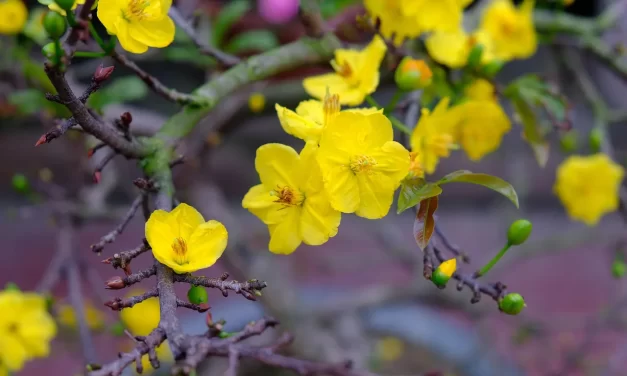 ⚡ Productivity Hack: How to Be Productive Focus Deep Work Mind Clarity Success | Master Woo Myung | Santa Clara Meditation