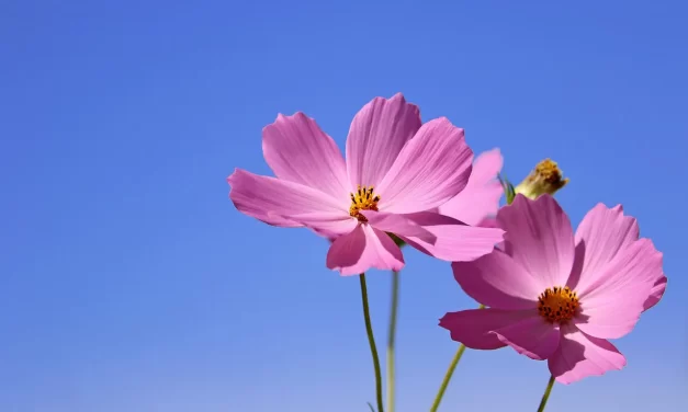 🌼 Do Devils Exist: Truth Mind Fear Illusion Demons Enlightenment | Master Woo Myung | Santa Clara Meditation