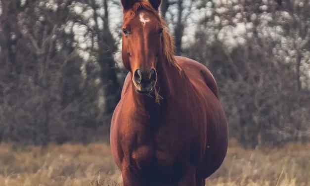 🌿 To Just Live Meaning: Being Presence Simplicity Oneness Peace Truth | Master Woo Myung | Santa Clara Meditation