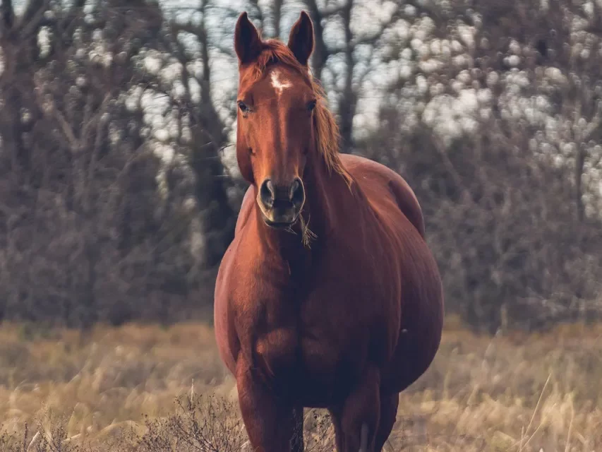 🌿 To Just Live Meaning: Being Presence Simplicity Oneness Peace Truth | Master Woo Myung | Santa Clara Meditation