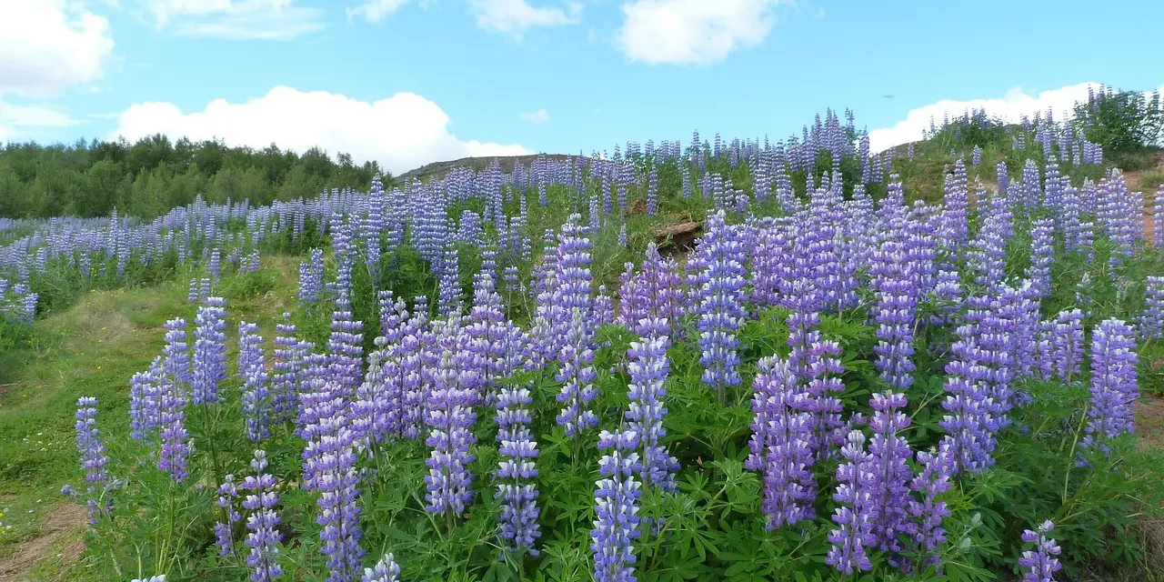 🌌 Only What Exists in the Mind Exists: Truth Within You | Master Woo Myung | Santa Clara Meditation