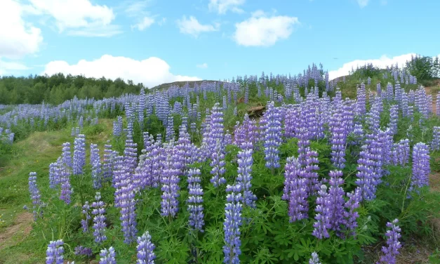 🌌 Only What Exists in the Mind Exists: Truth Within You | Master Woo Myung | Santa Clara Meditation