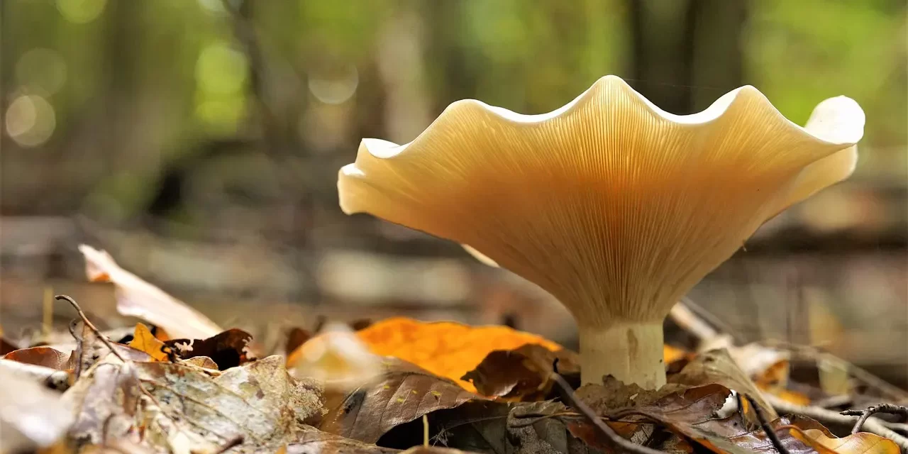 🔄 Condition: Cause Change World Flow Truth Principle Universe | Master Woo Myung | Santa Clara Meditation