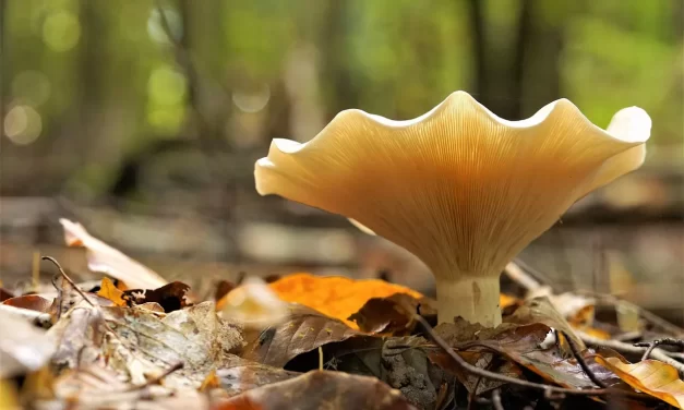 🔄 Condition: Cause Change World Flow Truth Principle Universe | Master Woo Myung | Santa Clara Meditation