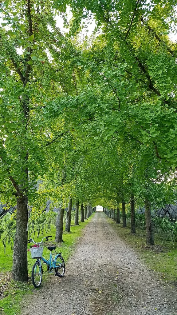 Master Woo Myung meditation change life break habits mind transformation truth