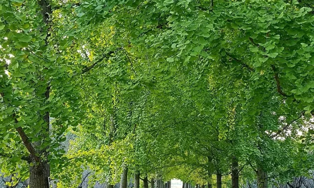 ✨ Meditation to Change Life: Break Habits Transform Mind Truth | Master Woo Myung | Santa Clara Meditation