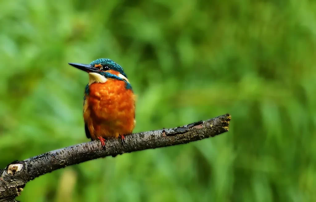 Master Woo Myung fool truth vs falseness wisdom meditation teaching