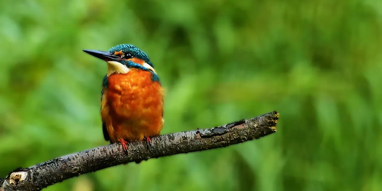 🤡 A FOOL WHO SPEAKS TRUTH TRUTH VS WORLDLY JUDGMENT | Master Woo Myung | Santa Clara Meditation