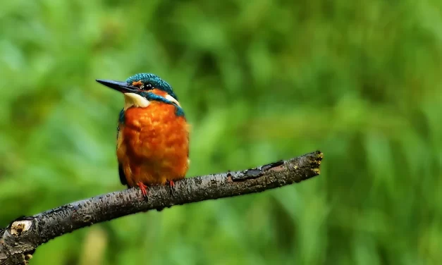 🤡 A FOOL WHO SPEAKS TRUTH TRUTH VS WORLDLY JUDGMENT | Master Woo Myung | Santa Clara Meditation