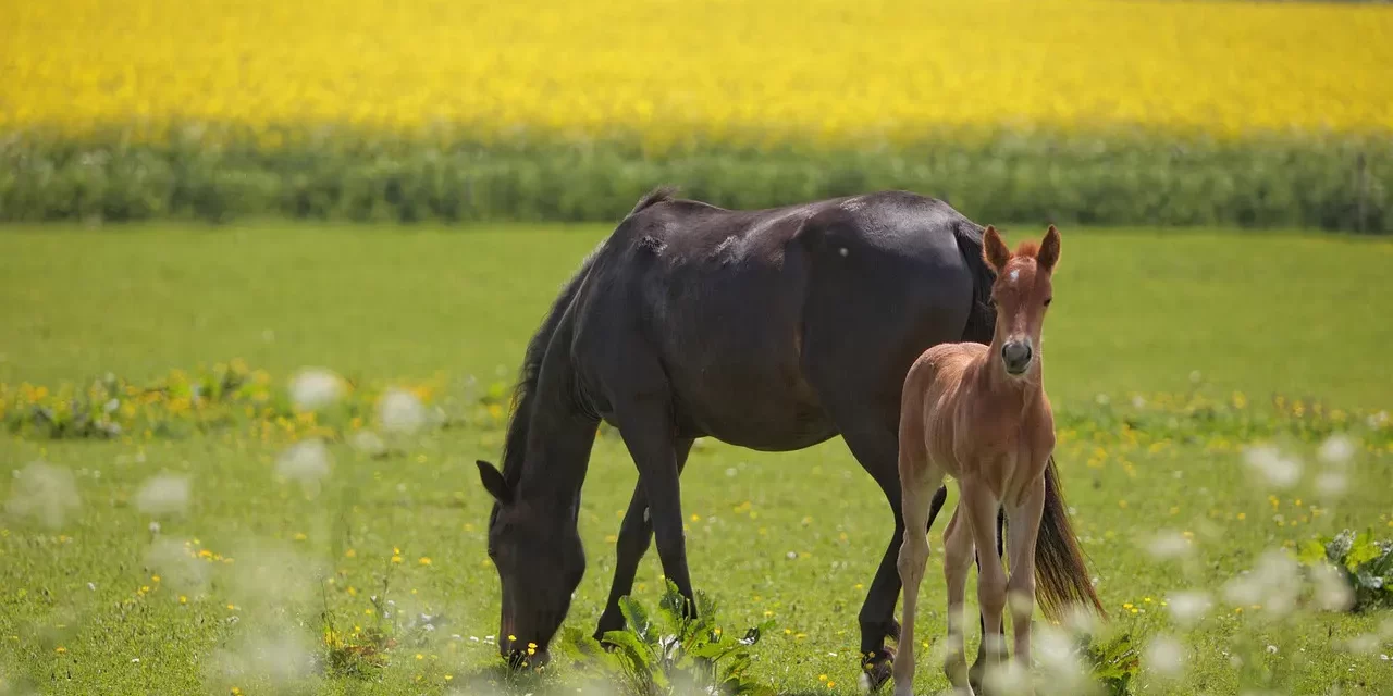🧱 Real Self-Discipline: Build Discipline Habits Mind Clarity Consistency Success | Master Woo Myung | Santa Clara Meditation