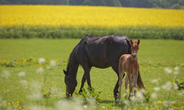 🧱 Real Self-Discipline: Build Discipline Habits Mind Clarity Consistency Success | Master Woo Myung | Santa Clara Meditation