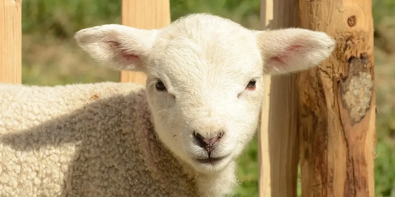 💚 The Human Mind: Ego Desire Attachment Illusion Truth | Master Woo Myung | Santa Clara Meditation