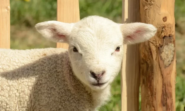 💚 The Human Mind: Ego Desire Attachment Illusion Truth | Master Woo Myung | Santa Clara Meditation