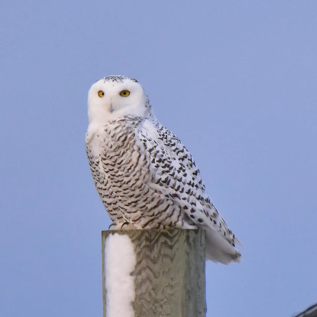 Master Woo Myung teachings meaning path truth nonduality meditation teaching