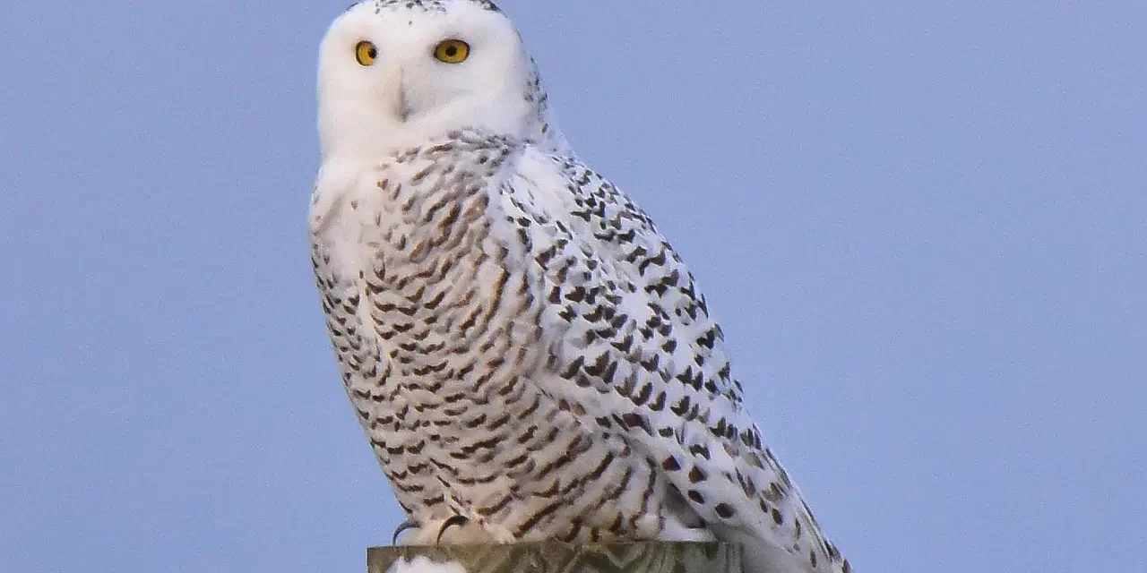 🧭 Teachings Meaning: Path Truth Nonduality Existence Awareness Explained | Master Woo Myung | Santa Clara Meditation