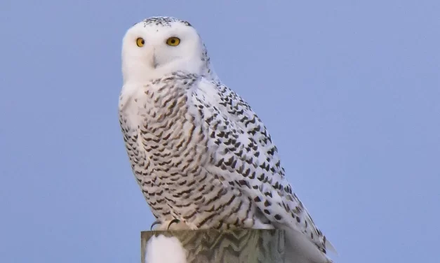 🧭 Teachings Meaning: Path Truth Nonduality Existence Awareness Explained | Master Woo Myung | Santa Clara Meditation