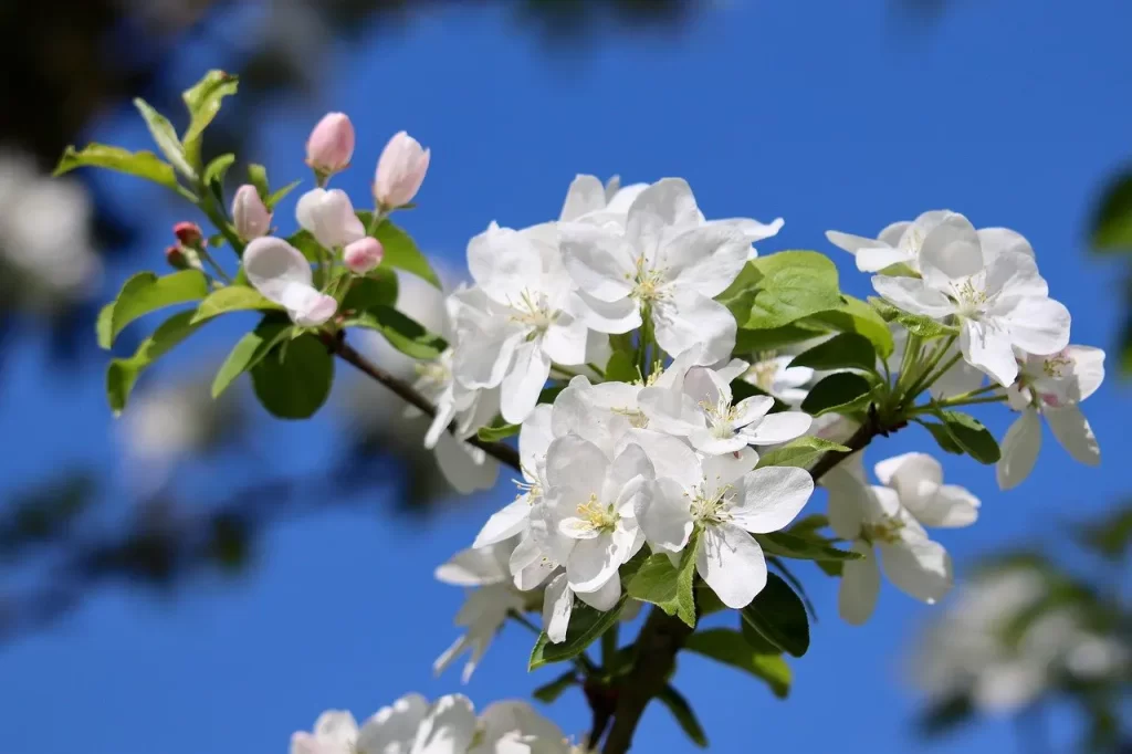 Master Woo Myung scriptures origin truth beyond words meditation teaching