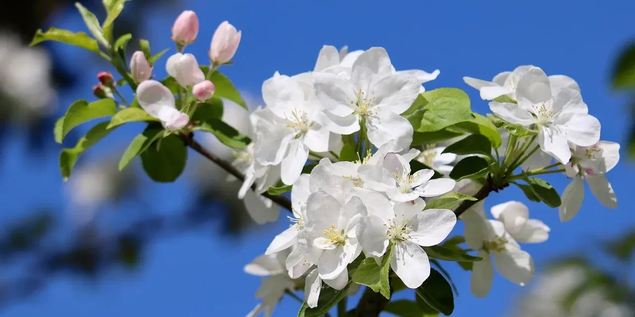 📖 Scriptures: Returning to the Origin Beyond Words | Master Woo Myung | Santa Clara Meditation