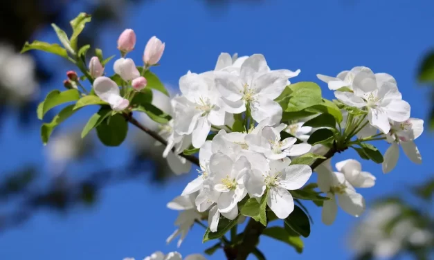 📖 Scriptures: Returning to the Origin Beyond Words | Master Woo Myung | Santa Clara Meditation