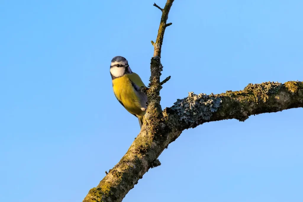 Master Woo Myung truth eternal light universe god buddha meditation teaching