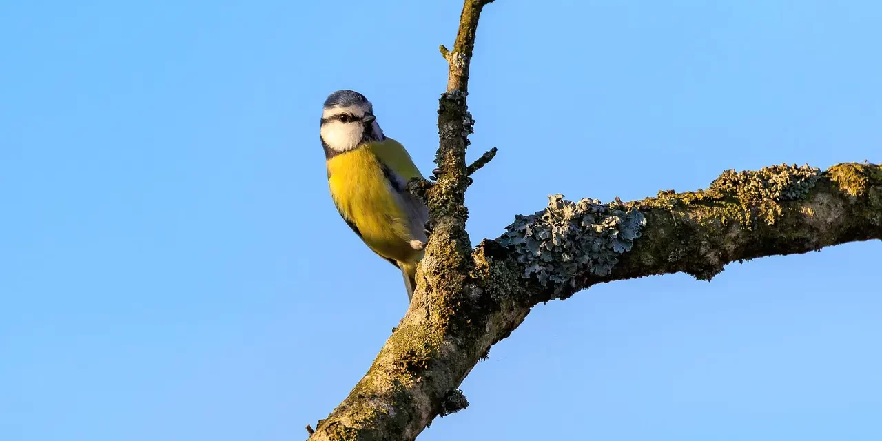 🌌 Truth: Eternal Light Universe God Buddha Enlightenment | Master Woo Myung | Santa Clara Meditation
