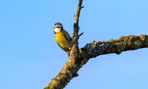 🌌 Truth: Eternal Light Universe God Buddha Enlightenment | Master Woo Myung | Santa Clara Meditation