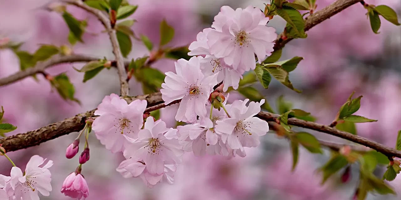 🌌 Reality: Truth Oneness Life Death Illusion Universe Eternal Life | Master Woo Myung | Santa Clara Meditation