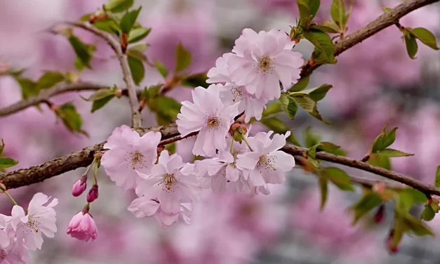 🌌 Reality: Truth Oneness Life Death Illusion Universe Eternal Life | Master Woo Myung | Santa Clara Meditation