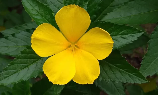 🎉 A JOYOUS OCCASION THE GREAT PATH OF TRUTH HAS COME | Master Woo Myung | Santa Clara Meditation