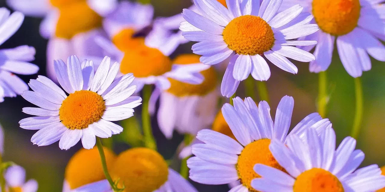 🌌 Dialogue on Truth Universe Resurrection Jesus God | Master Woo Myung | Santa Clara Meditation