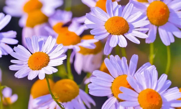 🌌 Dialogue on Truth Universe Resurrection Jesus God | Master Woo Myung | Santa Clara Meditation