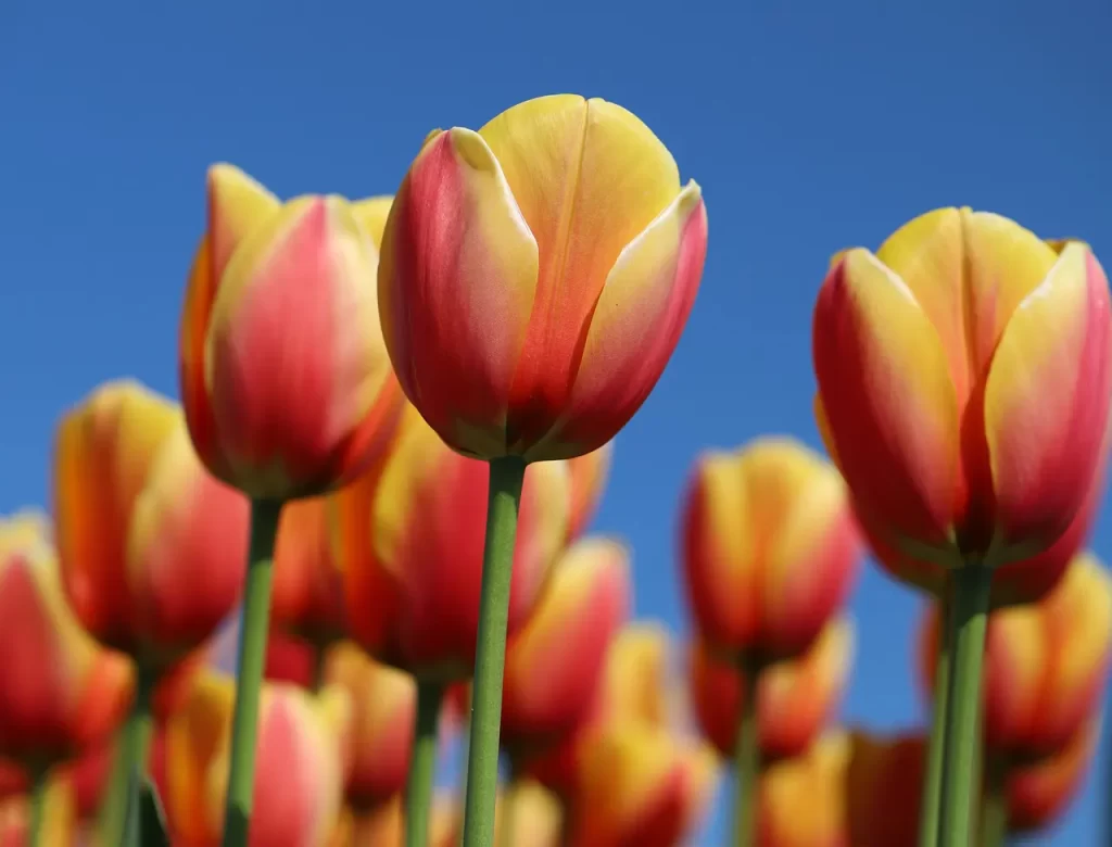 Master Woo Myung words mind truth speech sincerity communication