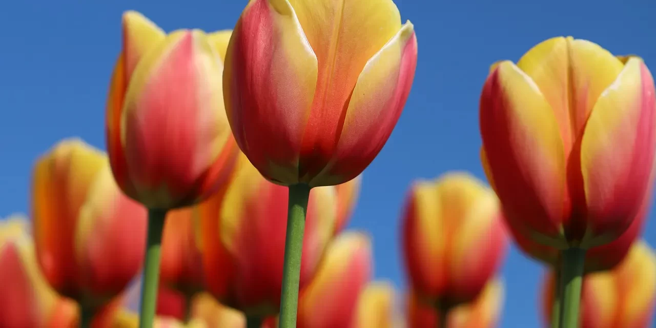 🗣️ Words: Mind Truth Speech Sincerity Communication Heart | Master Woo Myung | Santa Clara Meditation