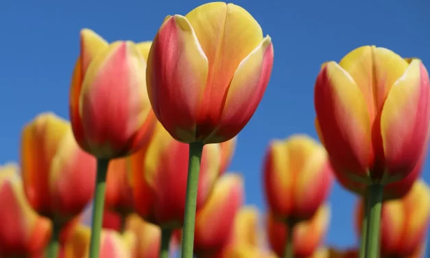 🗣️ Words: Mind Truth Speech Sincerity Communication Heart | Master Woo Myung | Santa Clara Meditation