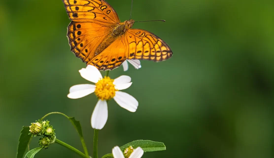 🌟 The Way to Cleanse Your Mind and Gain Enlightenment | Master Woo Myung | Santa Clara Meditation