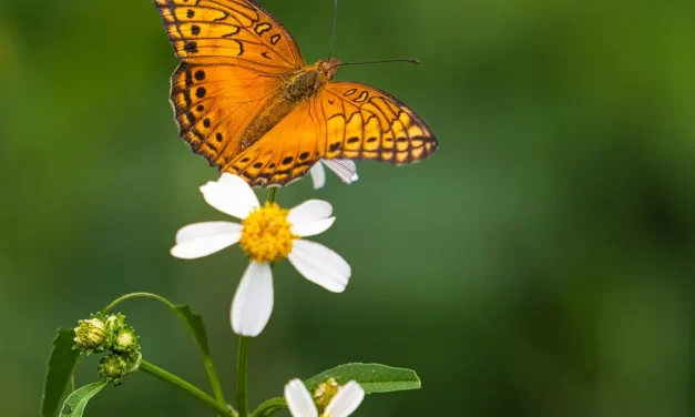 🌟 The Way to Cleanse Your Mind and Gain Enlightenment | Master Woo Myung | Santa Clara Meditation
