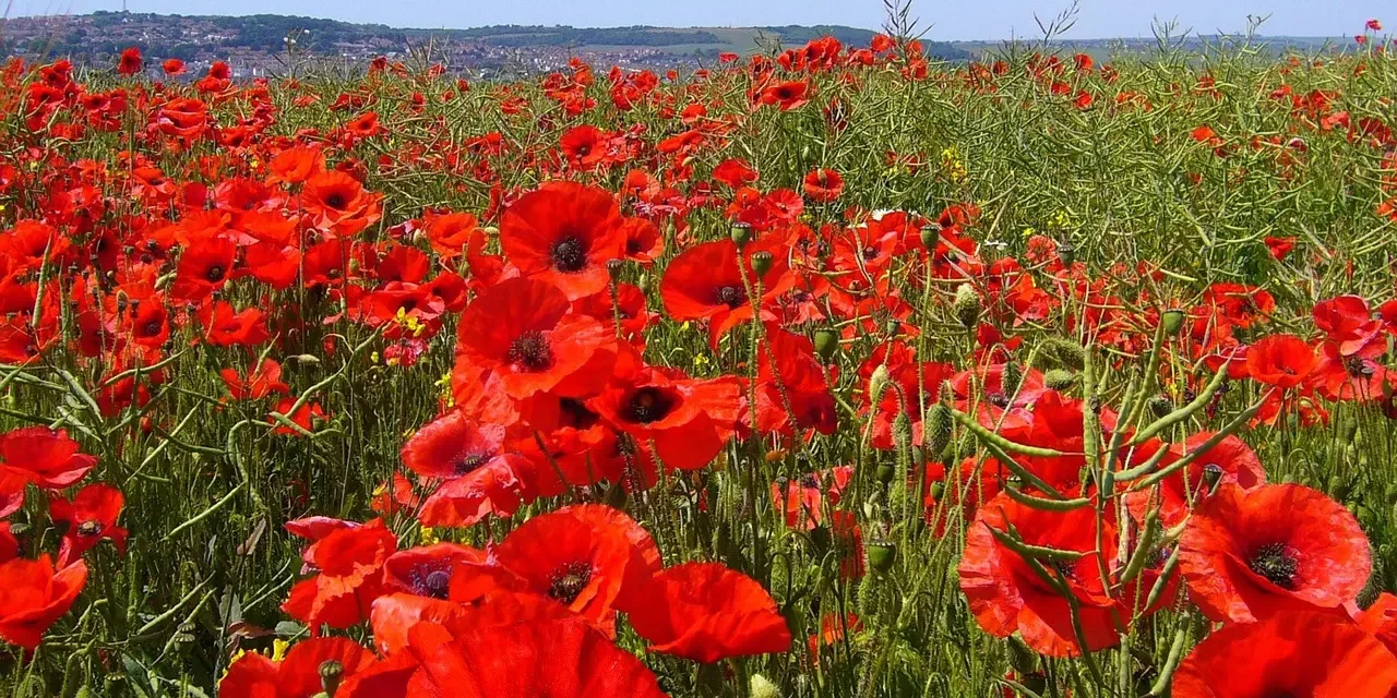 ✨ Only One Who Becomes Energy and Light Will Live | Master Woo Myung | Santa Clara Meditation