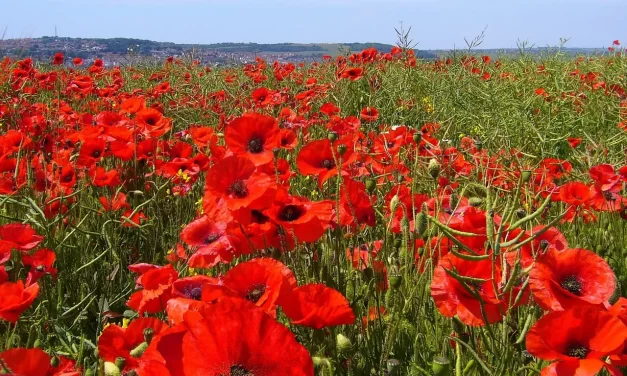 ✨ Only One Who Becomes Energy and Light Will Live | Master Woo Myung | Santa Clara Meditation