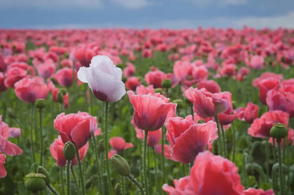 Master Woo Myung grateful mind true mind meditation eliminate negative mind gratitude